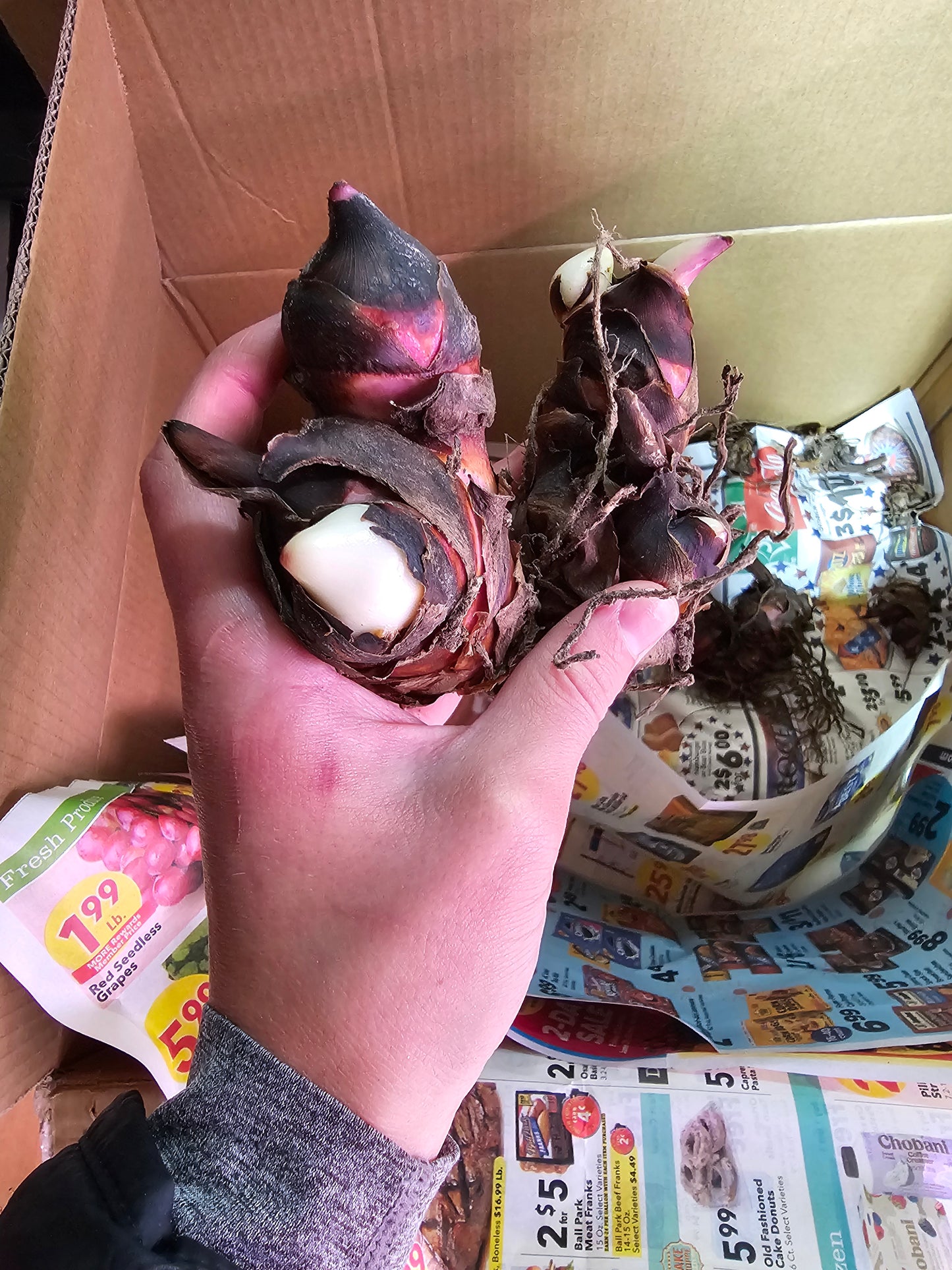 Canna Lily Rhizome