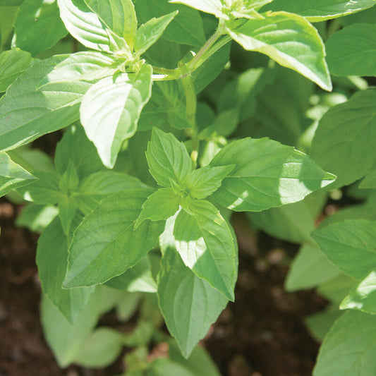 Basil - Mrs. Burns' Lemon Seedling