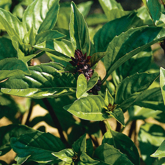 Basil - Cinnamon Seedling