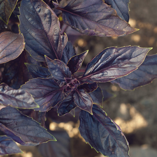 Basil - Red Rubin Seedling
