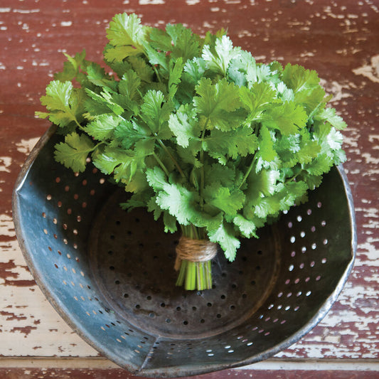 Cilantro - Herb