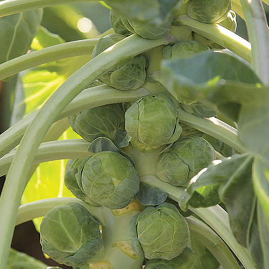 Brussel Sprouts - Gladius (3 pack)