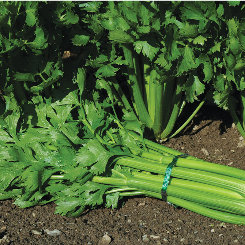 Celery - Tango (3 pack)