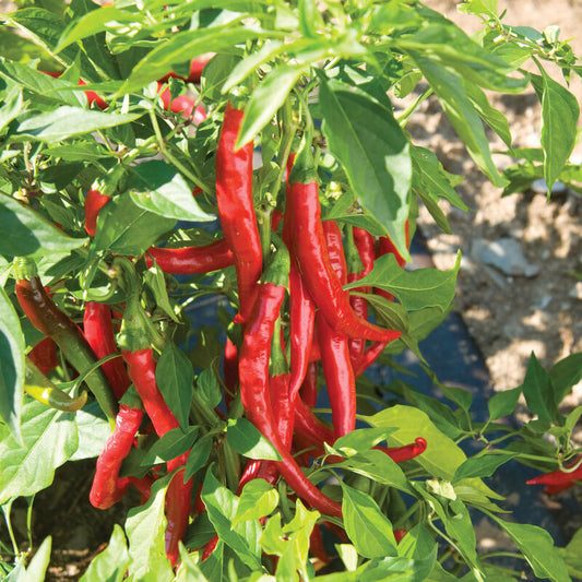 Cayenne Pepper - Red Flame